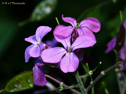 {Lunaria annua}